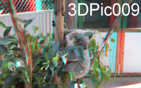 Casual Glance Koala 3D Anaglyph photography Fuji W3 3D Camera